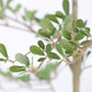 6ft Artificial Olive Tree - Realistic Faux Plant