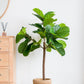 25x25x52"H Fiddle Fig Leaf Tree, 40 Leaves