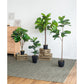 25x25x52"H Fiddle Fig Leaf Tree, 40 Leaves