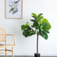 25x25x52"H Fiddle Fig Leaf Tree, 40 Leaves