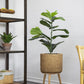 20" x 16" x 35" Artificial Fiddle-Leaf Fig Potted Plant