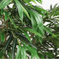 7FT Artificial Willow Tree Indoor Faux Greenery Plant