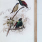 S/2 Bird Framed Print, 19.5x27.5"