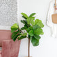 25x25x52"H Fiddle Fig Leaf Tree, 40 Leaves