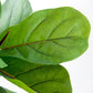 25x25x52"H Fiddle Fig Leaf Tree, 40 Leaves