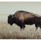 Brutus - Wall Art - Sepia