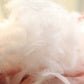 Throw Pillow Filler Goose Feather down Car and Office Sofa
