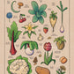 Video Game Inspired Flora of Hyrule Koroks Posters Mushroom World Plant Book Canvas Painting Print Wall Picture Game Room Decor