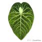 Simulated Plant Mushroom Magnetic Refrigerator Sticker Creative Gift Simulated Leaf Flat Refrigerator Sticker Home Decoration