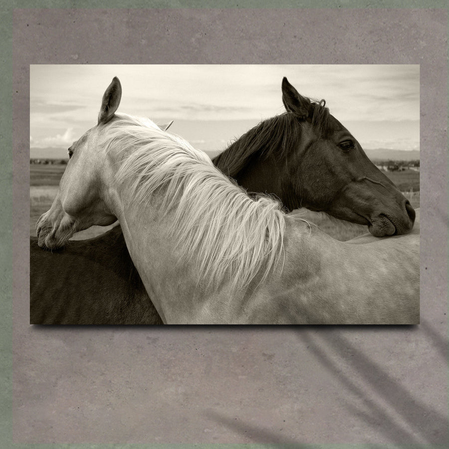 Monochrome Couple Horse Canvas Wall Art