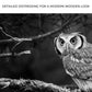 Black And White Owl Canvas Wall Art