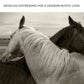 Monochrome Couple Horse Canvas Wall Art