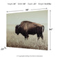 Brutus - Wall Art - Sepia