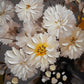 White Chrysanthemum Glass Vase Canvas Wall Art